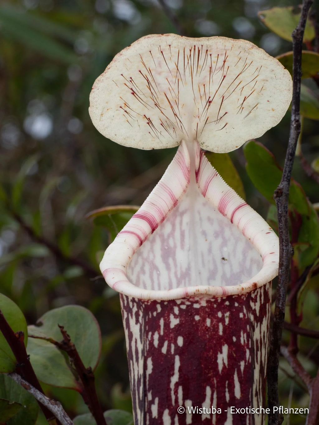 Nepenthes berbulu 大森食虫植物農園