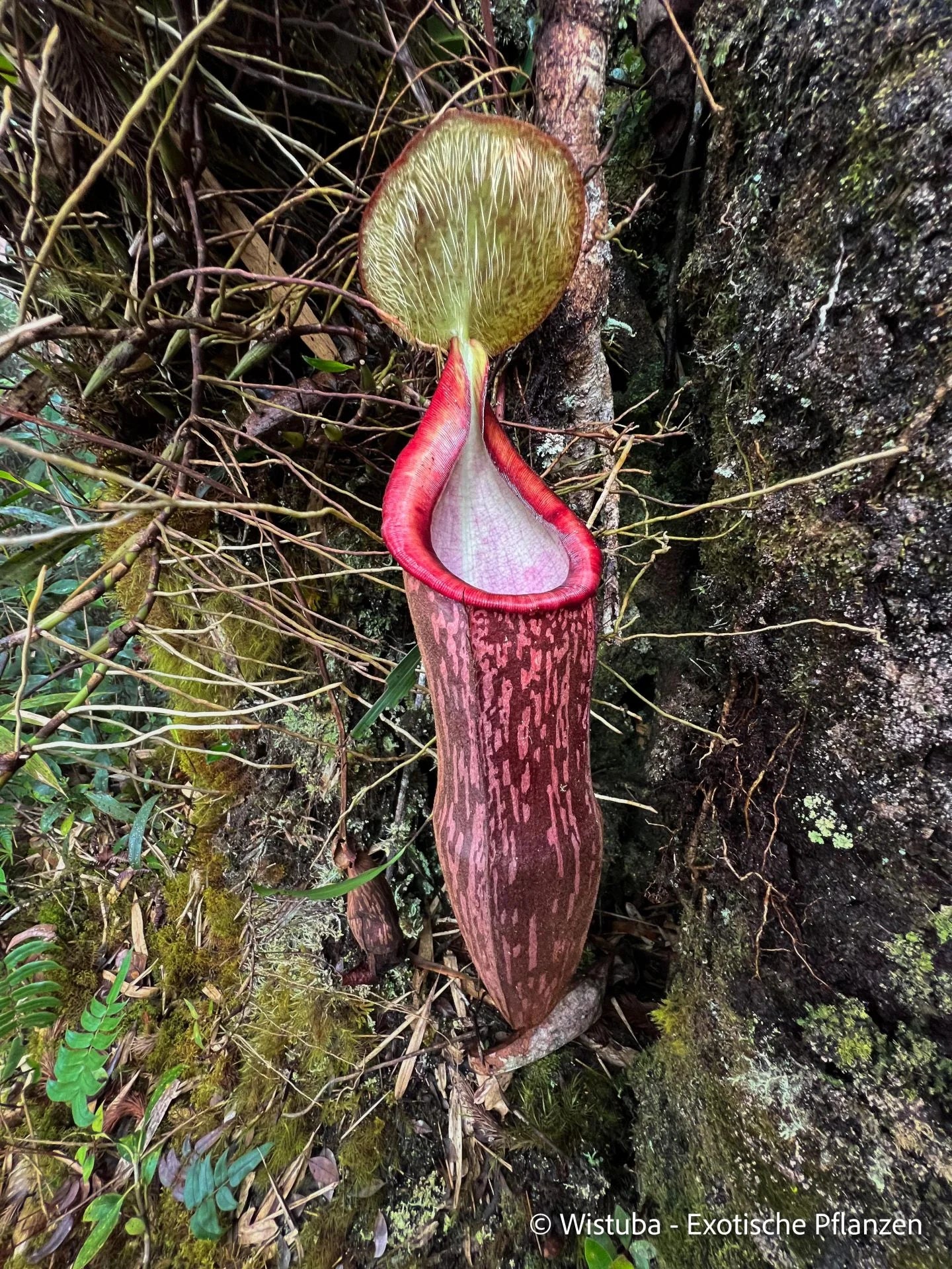 Nepenthes berbulu 大森食虫植物農園