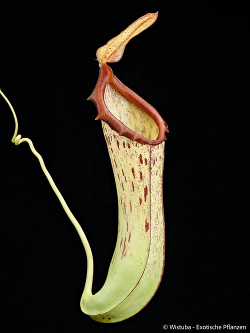 Nepenthes biak (Biak, Irian Jaya) 大森食虫植物農園