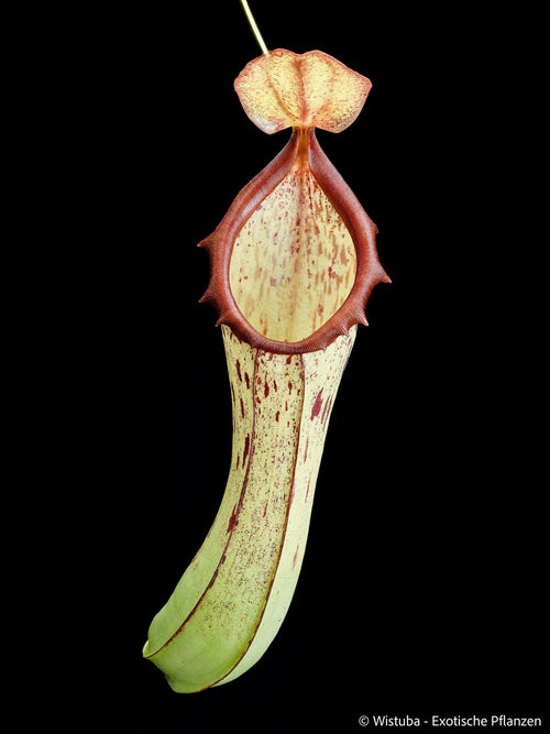 Nepenthes biak (Biak, Irian Jaya) 大森食虫植物農園