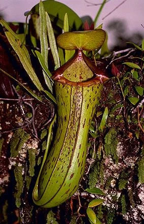 Nepenthes biak (Biak, Irian Jaya) 大森食虫植物農園