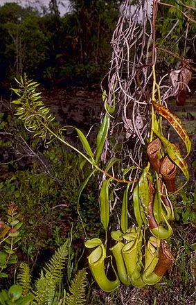Nepenthes biak (Biak, Irian Jaya) 大森食虫植物農園