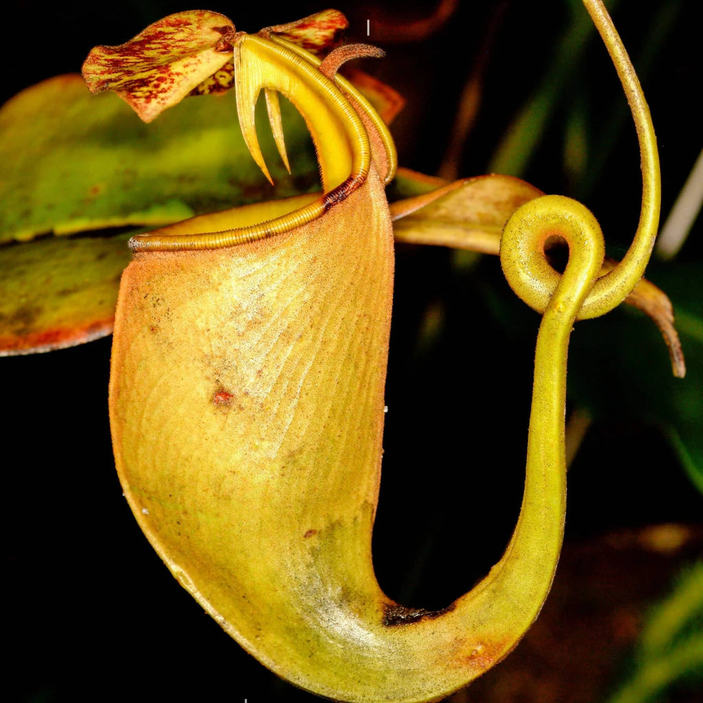 Nepenthes bicalcarata, 15+ cm 大森食虫植物農園