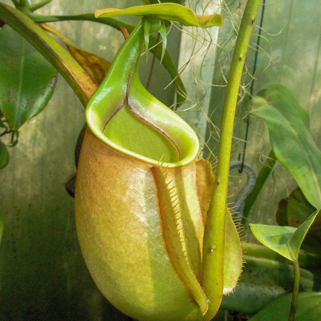 Nepenthes bicalcarata, 15+ cm 大森食虫植物農園