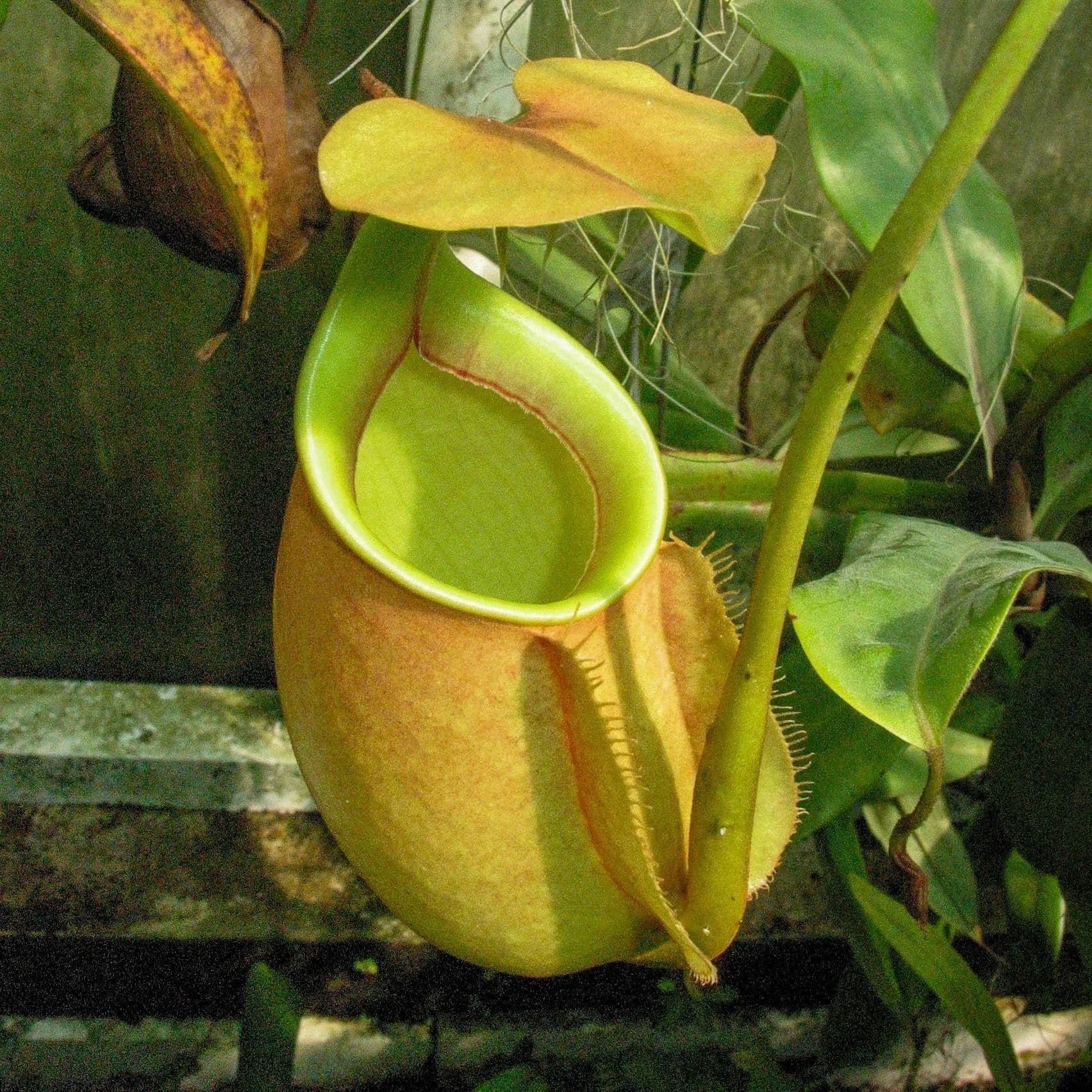 Nepenthes bicalcarata, 15+ cm 大森食虫植物農園
