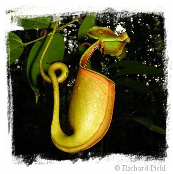 Nepenthes bicalcarata [BCP ID# N406] / 1株の苗, サイズ 5-8 cm 大森食虫植物農園