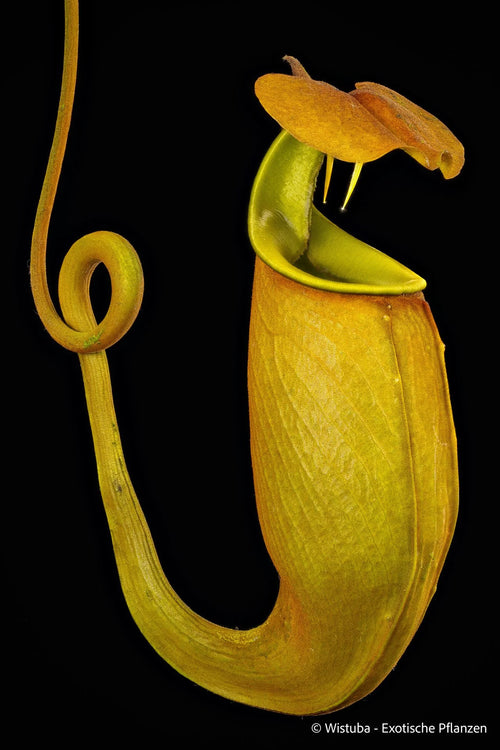 Nepenthes bicalcarata (Sipitang, Borneo) 大森食虫植物農園