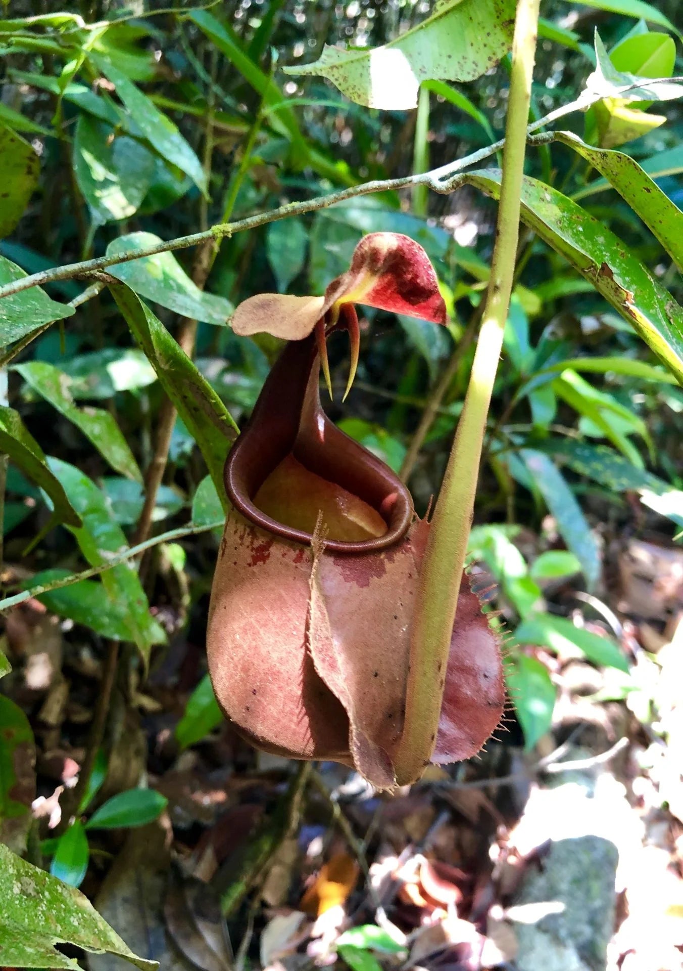 Nepenthes bicalcarata (Sipitang, Borneo) 大森食虫植物農園