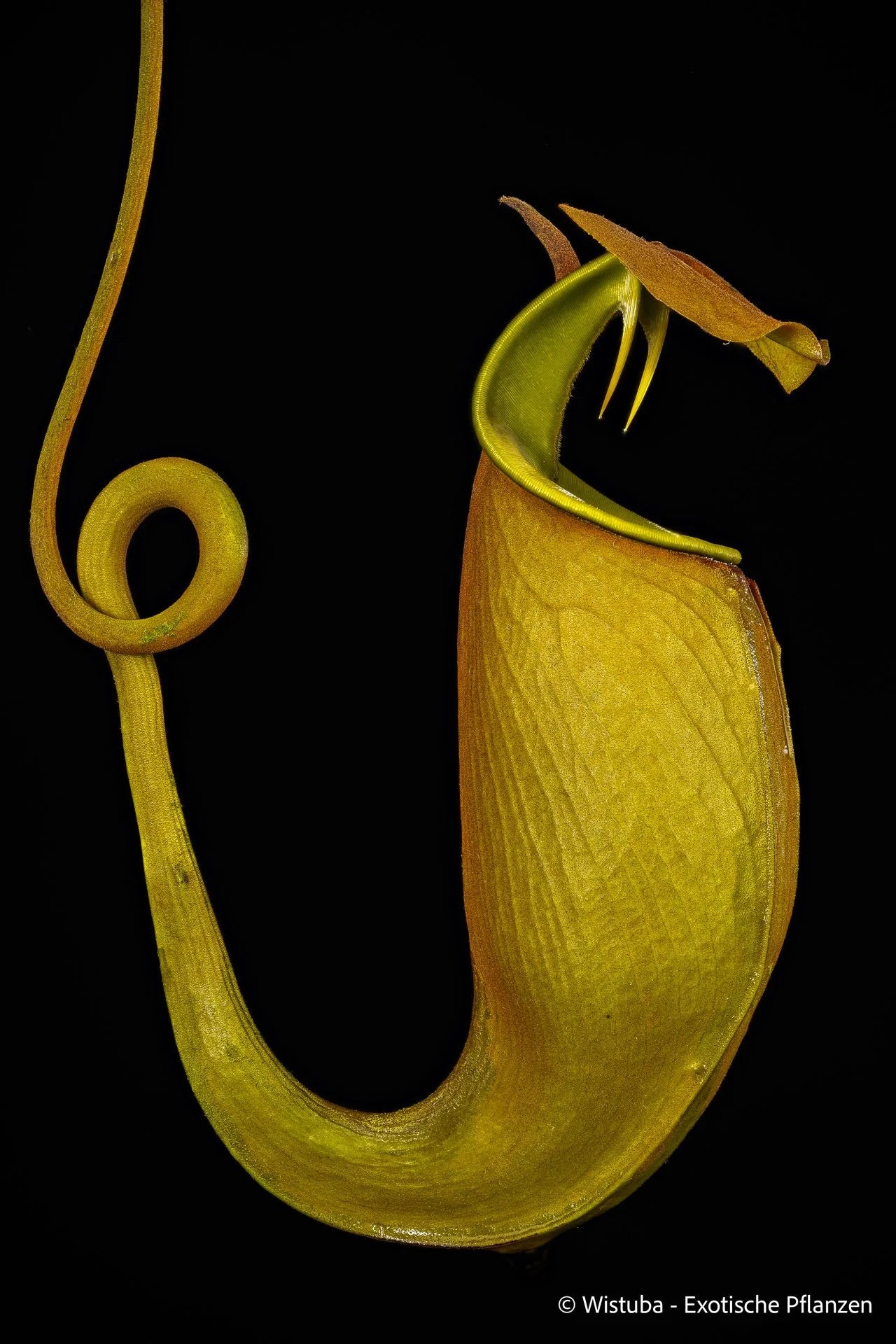 Nepenthes bicalcarata (Sipitang, Borneo) 大森食虫植物農園