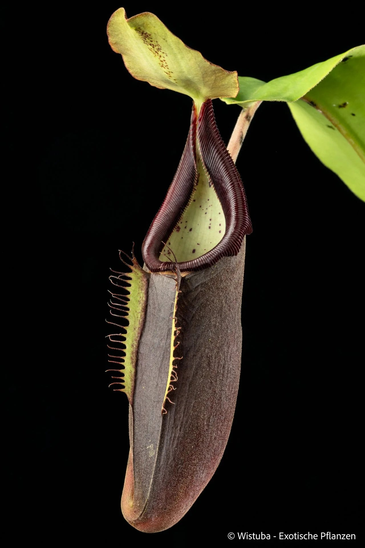 Nepenthes bongso (Gunung Merapi, Sumatra) 大森食虫植物農園