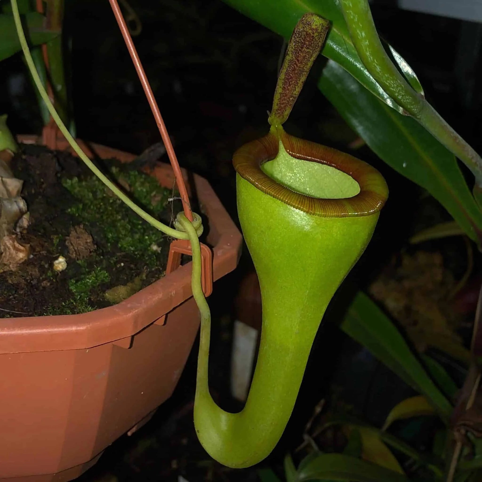Nepenthes bongso x dubia, 15 cm 大森食虫植物農園