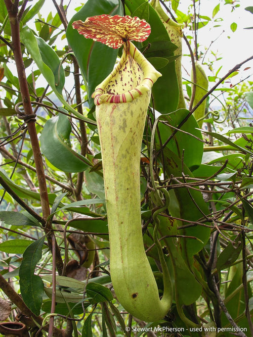 Nepenthes boschiana 大森食虫植物農園