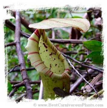 Nepenthes boschiana {Gunung Besar, Meratus Mts., Kalimantan, Indonesia} [BCP ID# N382] / 1株の苗, サイズ 5-15 cm 大森食虫植物農園