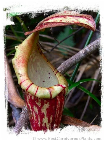 Nepenthes boschiana {Gunung Sakumbang, Meratus Mts., Kalimantan, Indonesia} [BCP ID# N2198] / 1株の苗, サイズ 5-15 cm 大森食虫植物農園