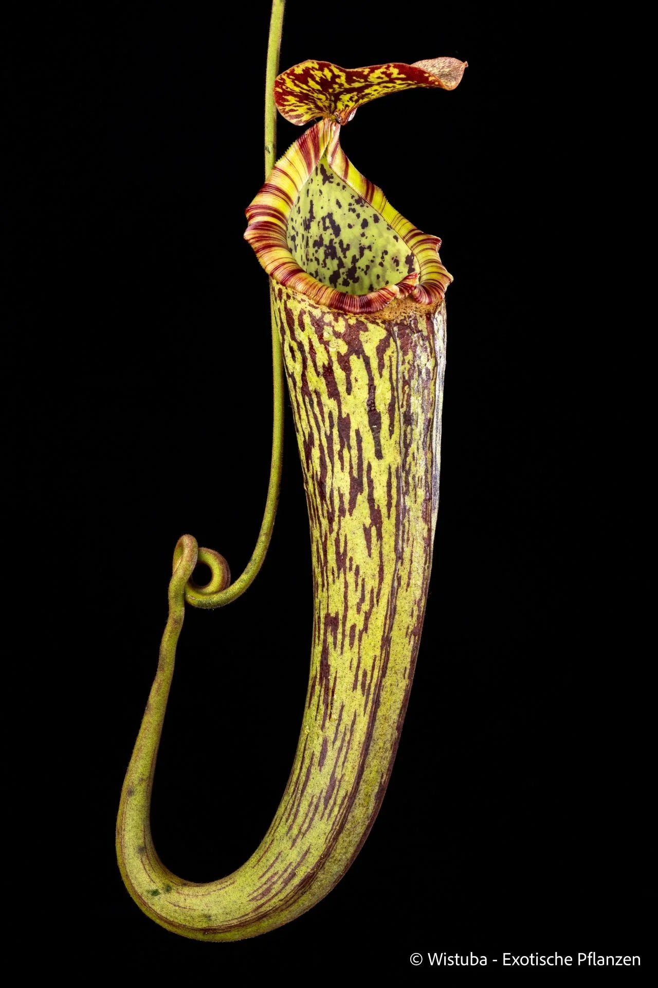Nepenthes boschiana x fallax 大森食虫植物農園