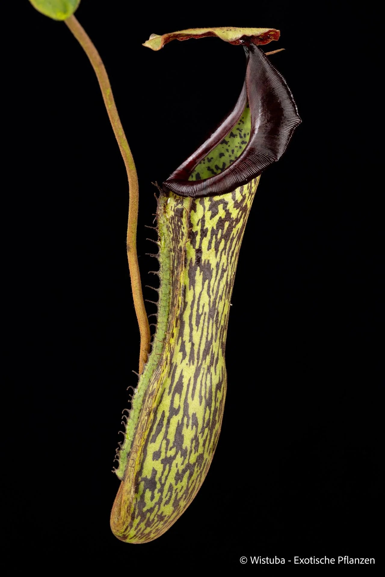 Nepenthes boschiana x platychila 大森食虫植物農園