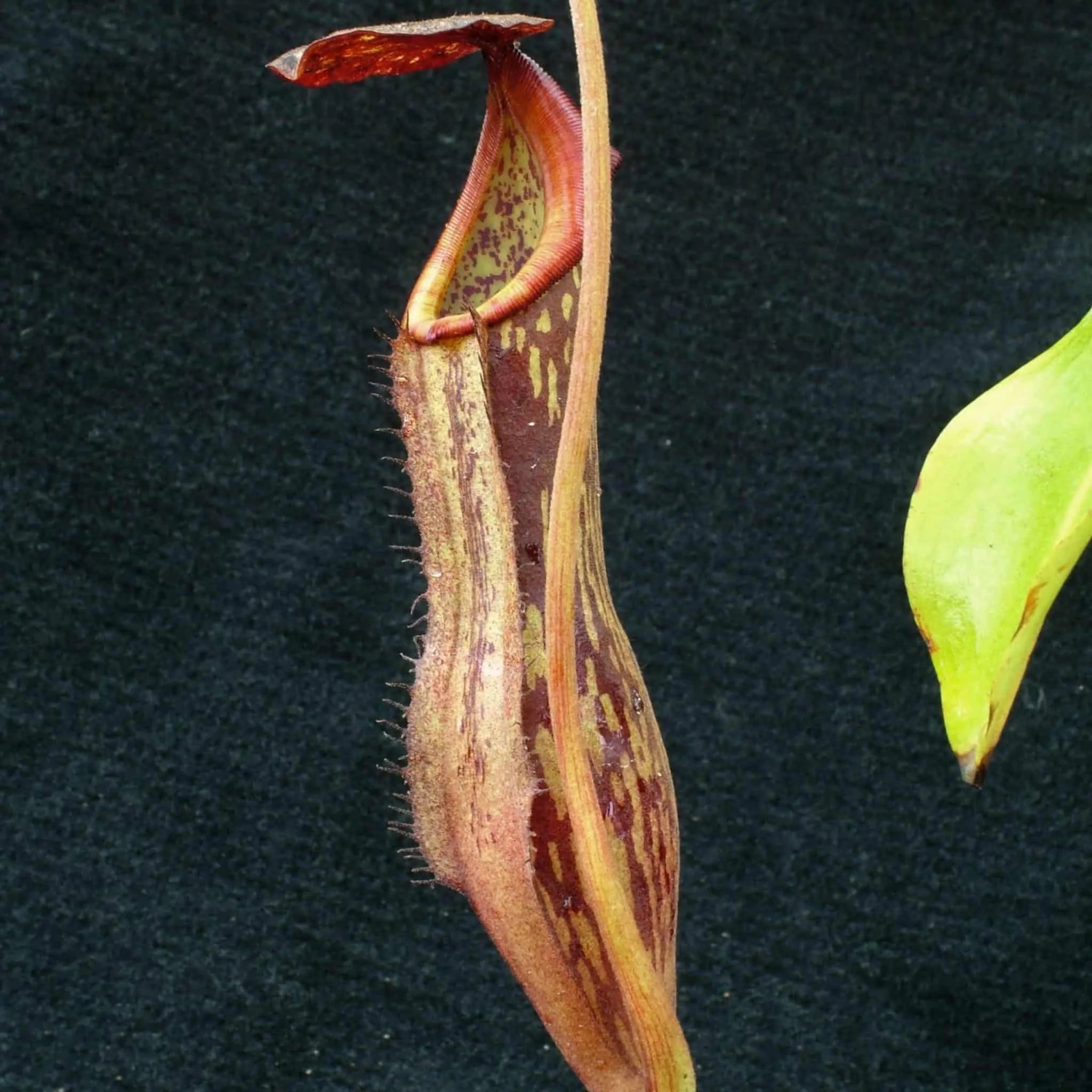 Nepenthes boshiana, Dark red , 10-12 cm 大森食虫植物農園