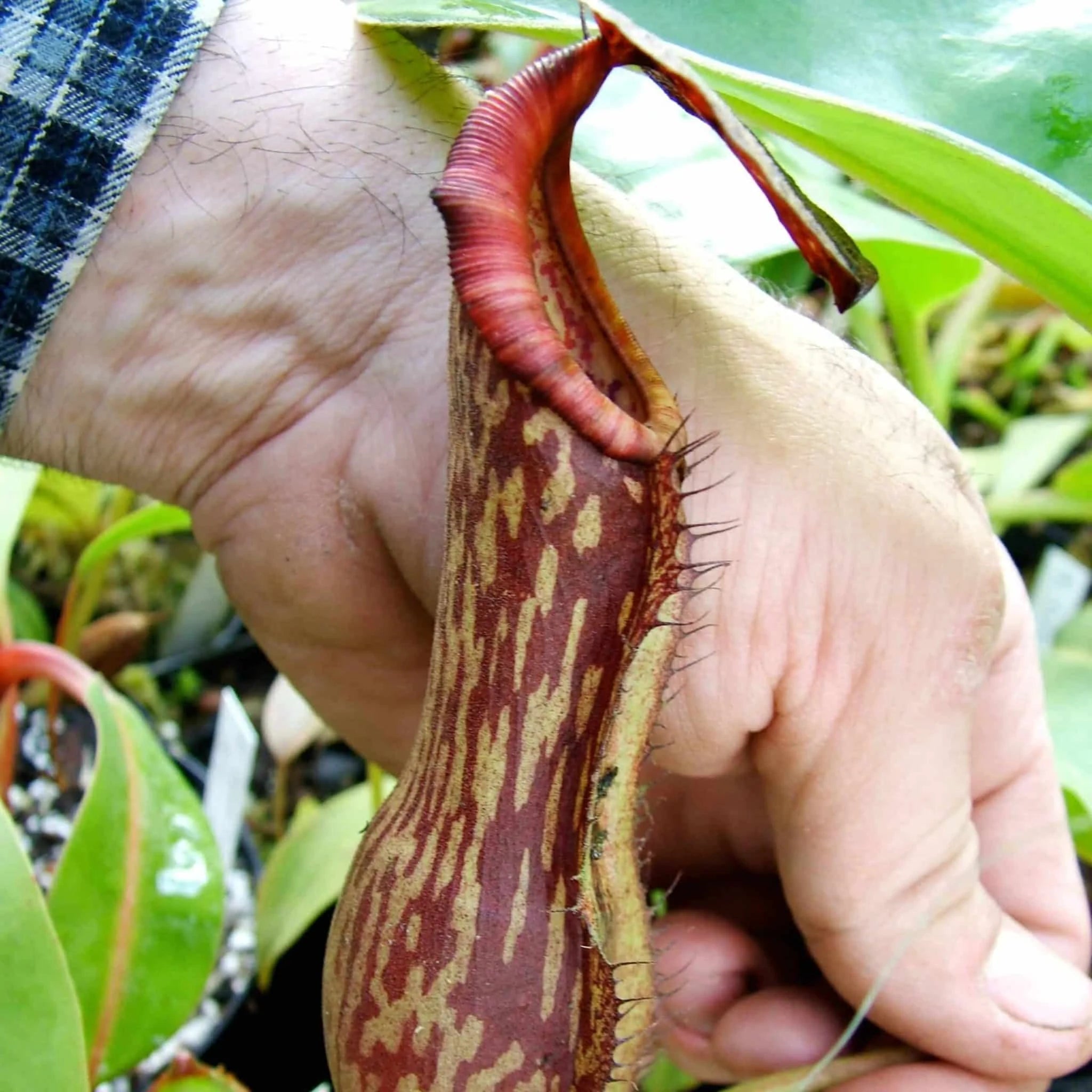 Nepenthes boshiana, Dark red , 10-12 cm 大森食虫植物農園