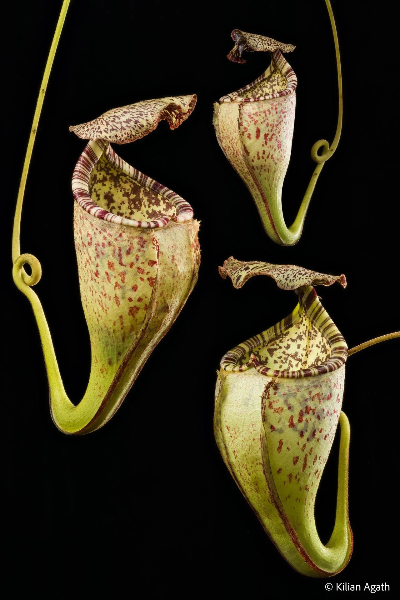 Nepenthes burbidgeae 大森食虫植物農園