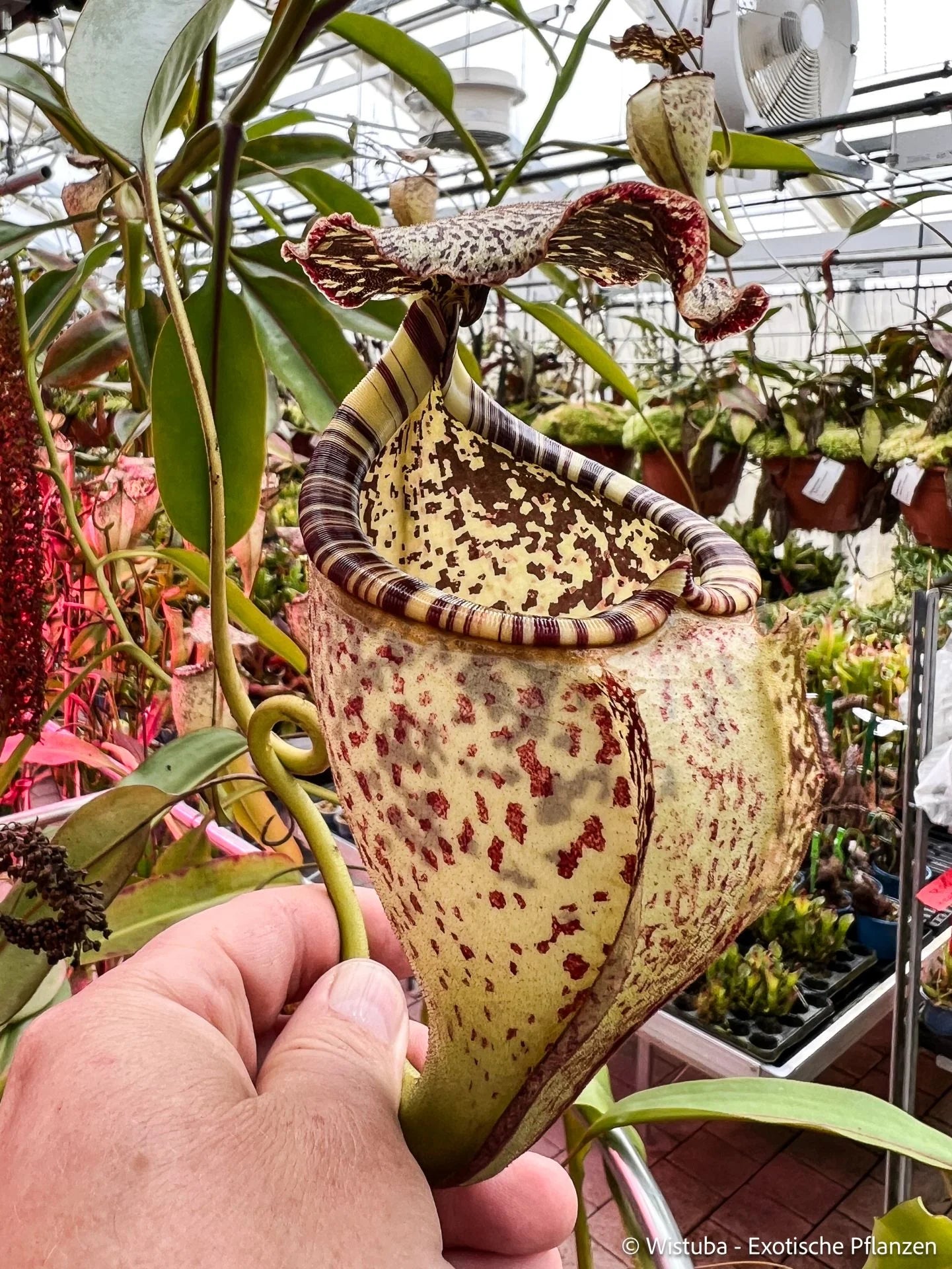 Nepenthes burbidgeae 大森食虫植物農園