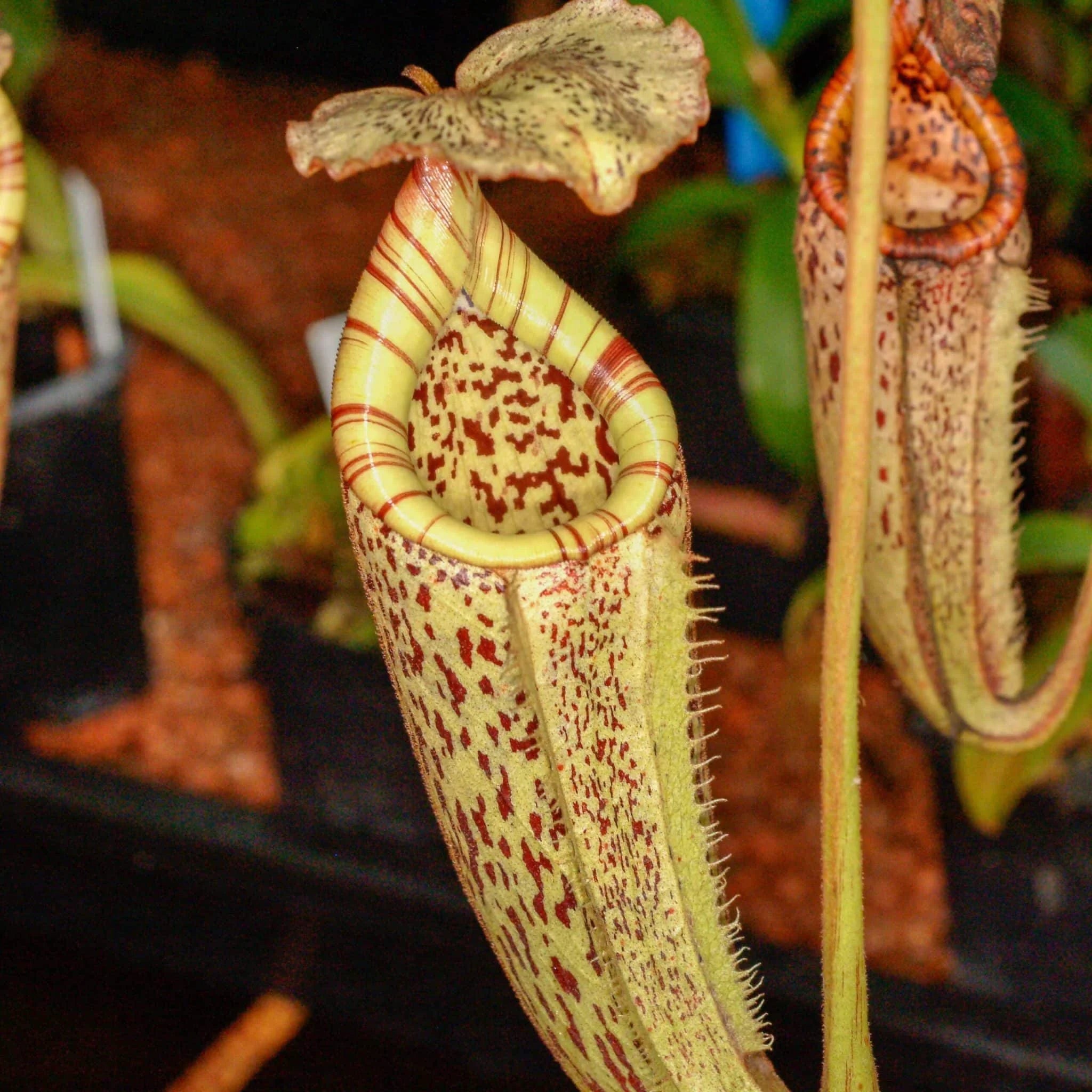 Nepenthes burbidgeae, G. Tambujukon 6-10 cm 大森食虫植物農園