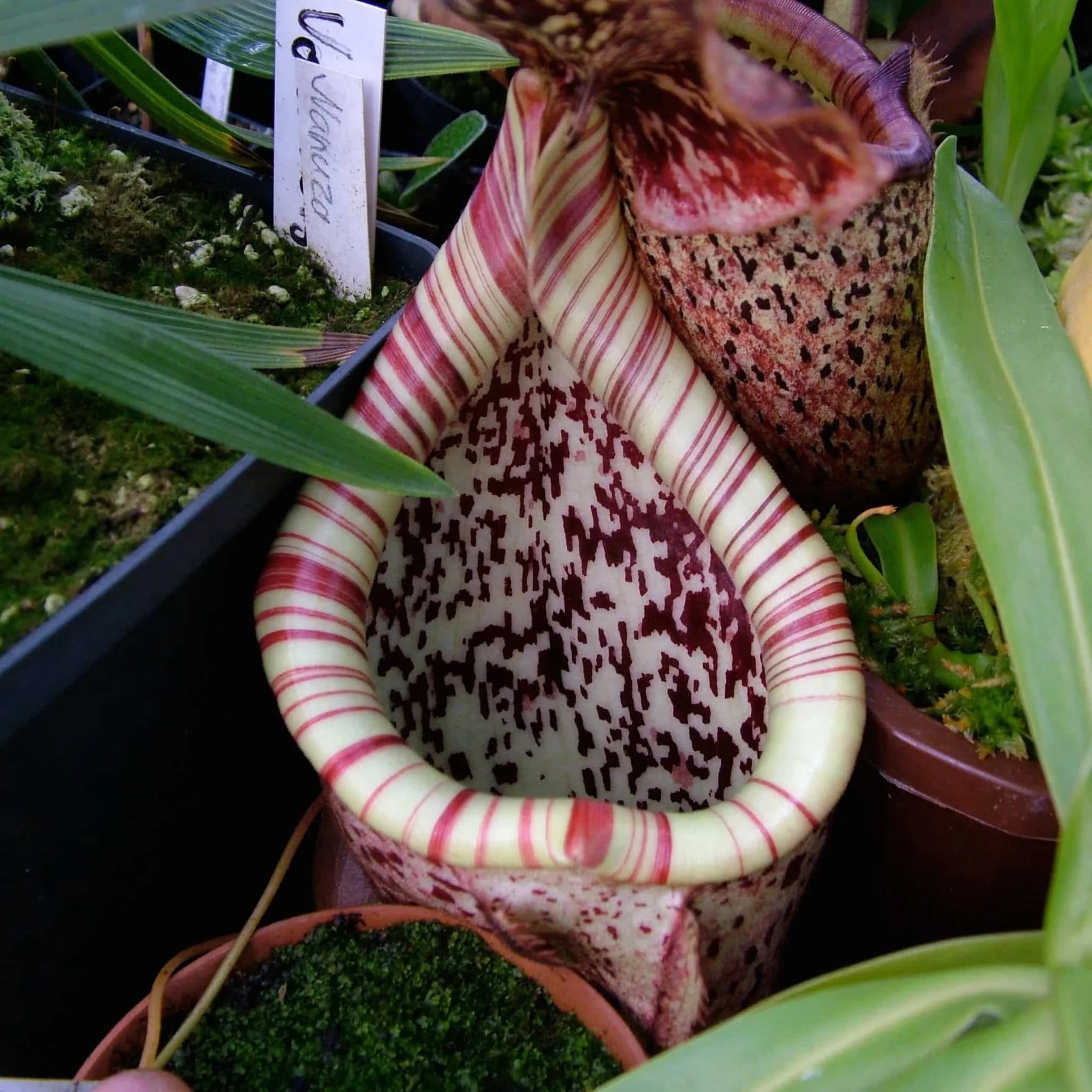 Nepenthes burbidgeae, G. Tambujukon 6-10 cm 大森食虫植物農園