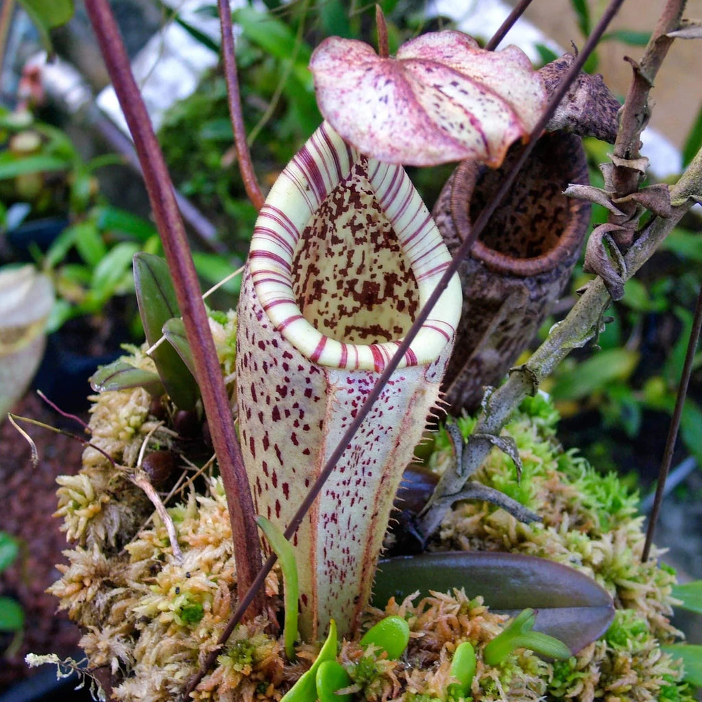 Nepenthes burbidgeae, G. Tambujukon 6-10 cm 大森食虫植物農園