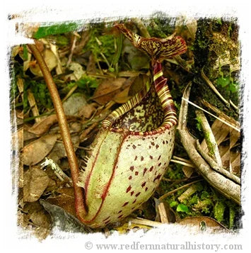 Nepenthes burbidgeae {seedgrown individuals, Kinabalu area, Sabah, Malaysia} [BCP ID# N2281] / 1株の苗, サイズ 4-8 cm 大森食虫植物農園