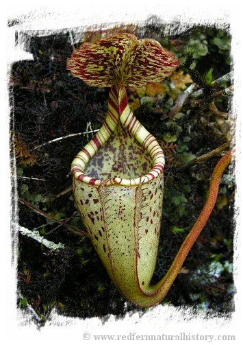 Nepenthes burbidgeae {seedgrown individuals, Kinabalu area, Sabah, Malaysia} [BCP ID# N2281] / 1株の苗, サイズ 4-8 cm 大森食虫植物農園