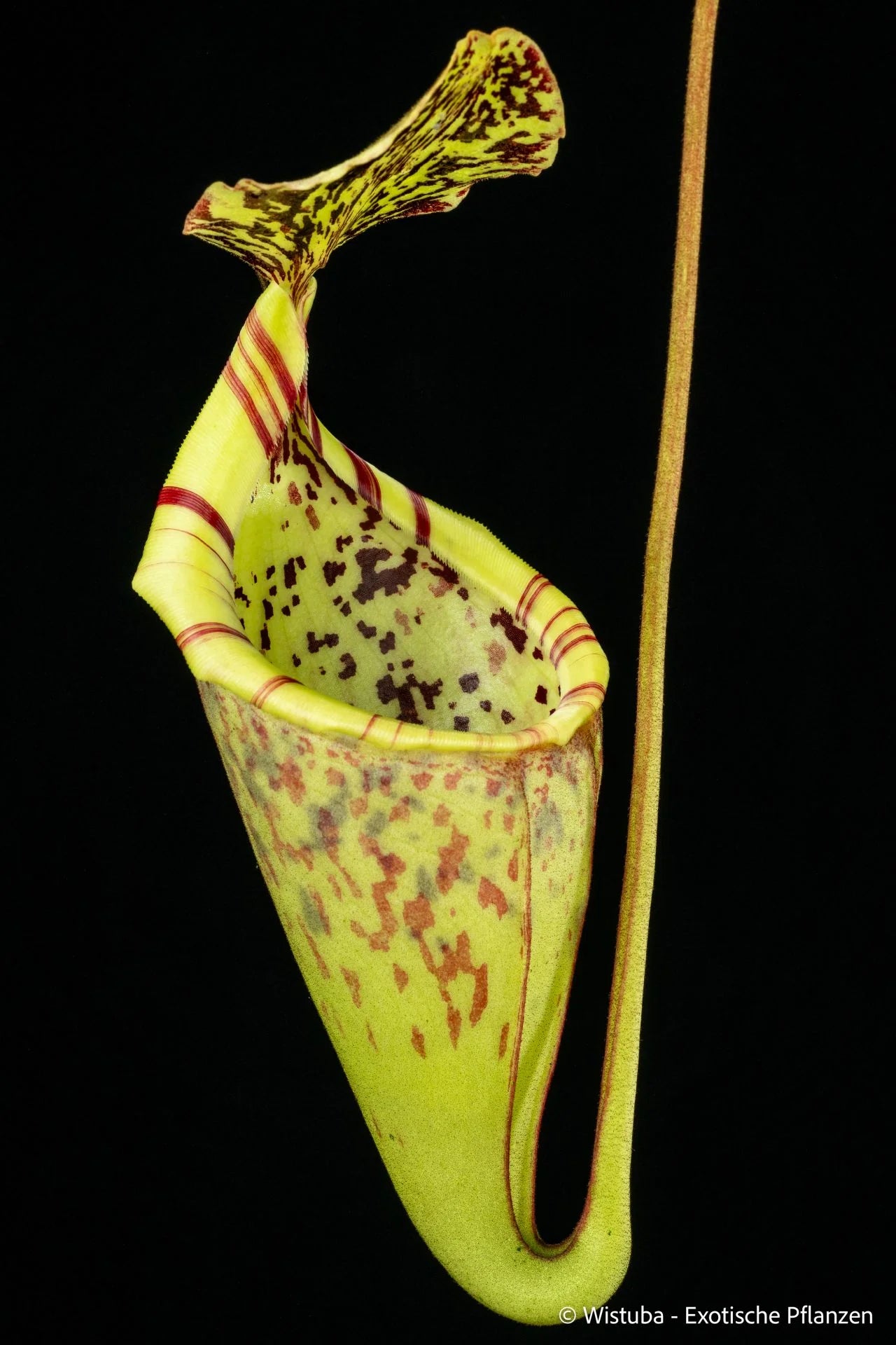 Nepenthes burbidgeae x campanulata 大森食虫植物農園