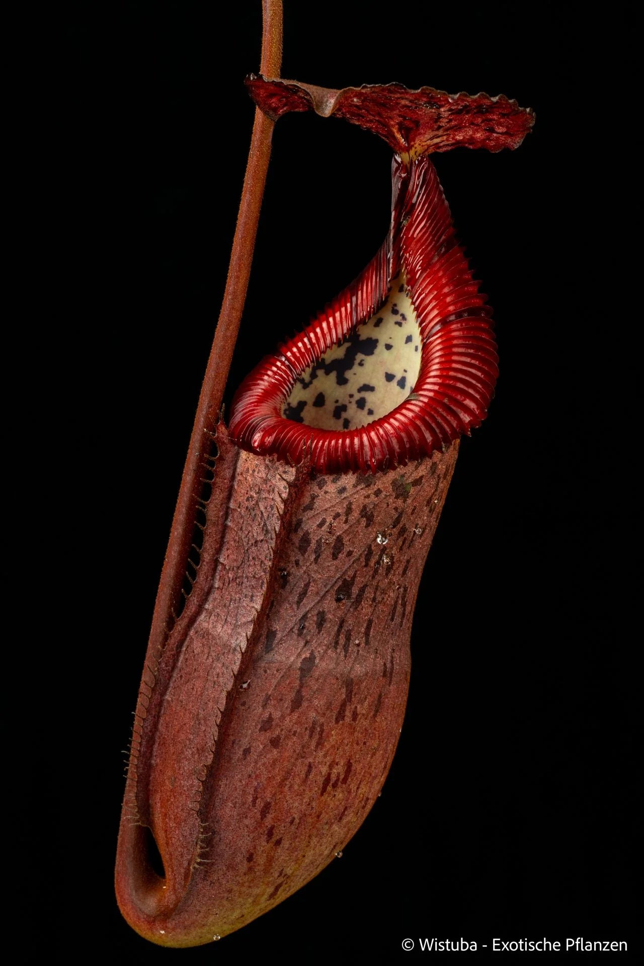 Nepenthes burbidgeae x edwardsiana 大森食虫植物農園