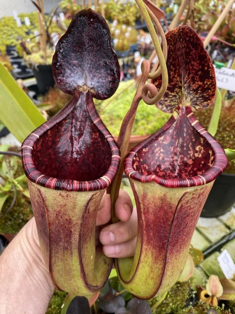 Nepenthes burbidgeae x lowii 大森食虫植物農園