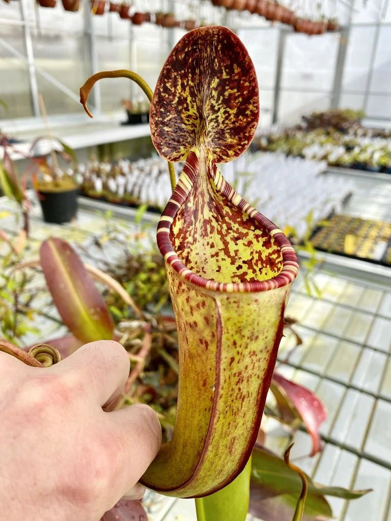 Nepenthes burbidgeae x lowii 大森食虫植物農園