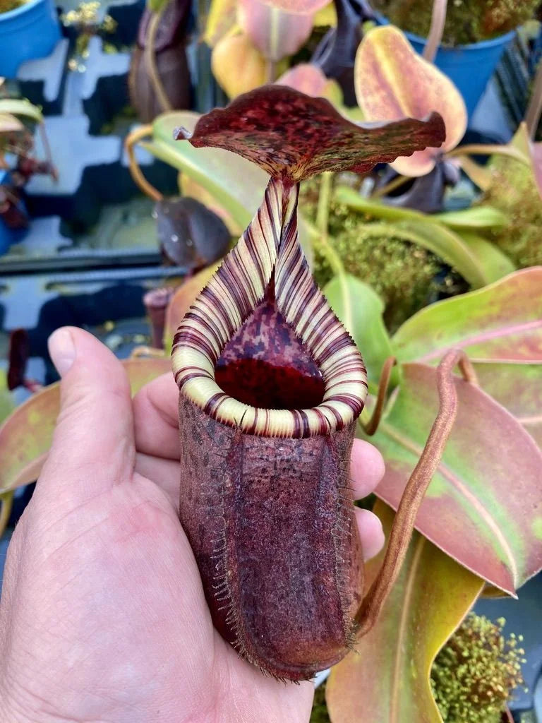 Nepenthes burbidgeae x lowii 大森食虫植物農園