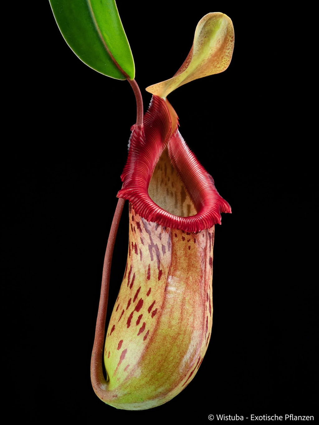 Nepenthes burkei (Mt. Halcon, Mindoro) 大森食虫植物農園