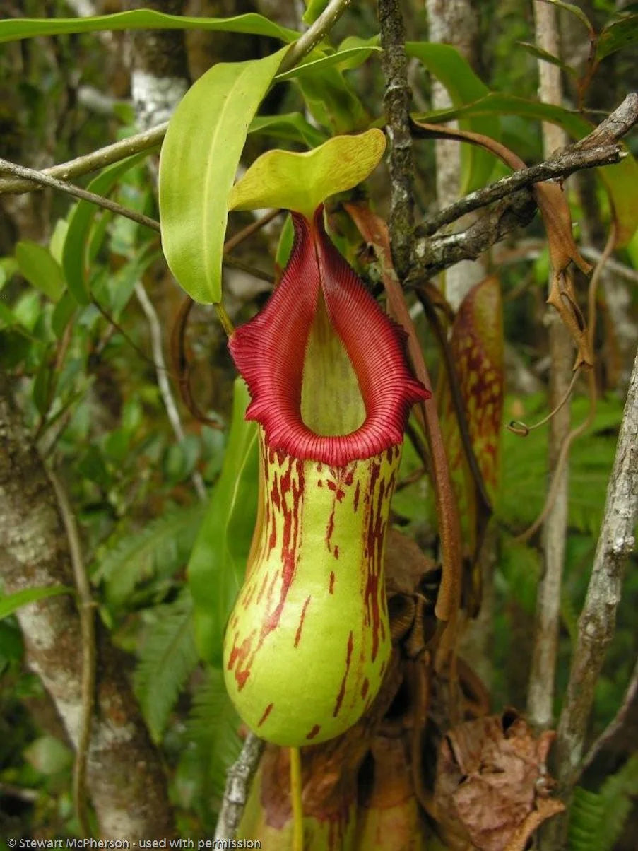 Nepenthes burkei (Mt. Halcon, Mindoro) 大森食虫植物農園