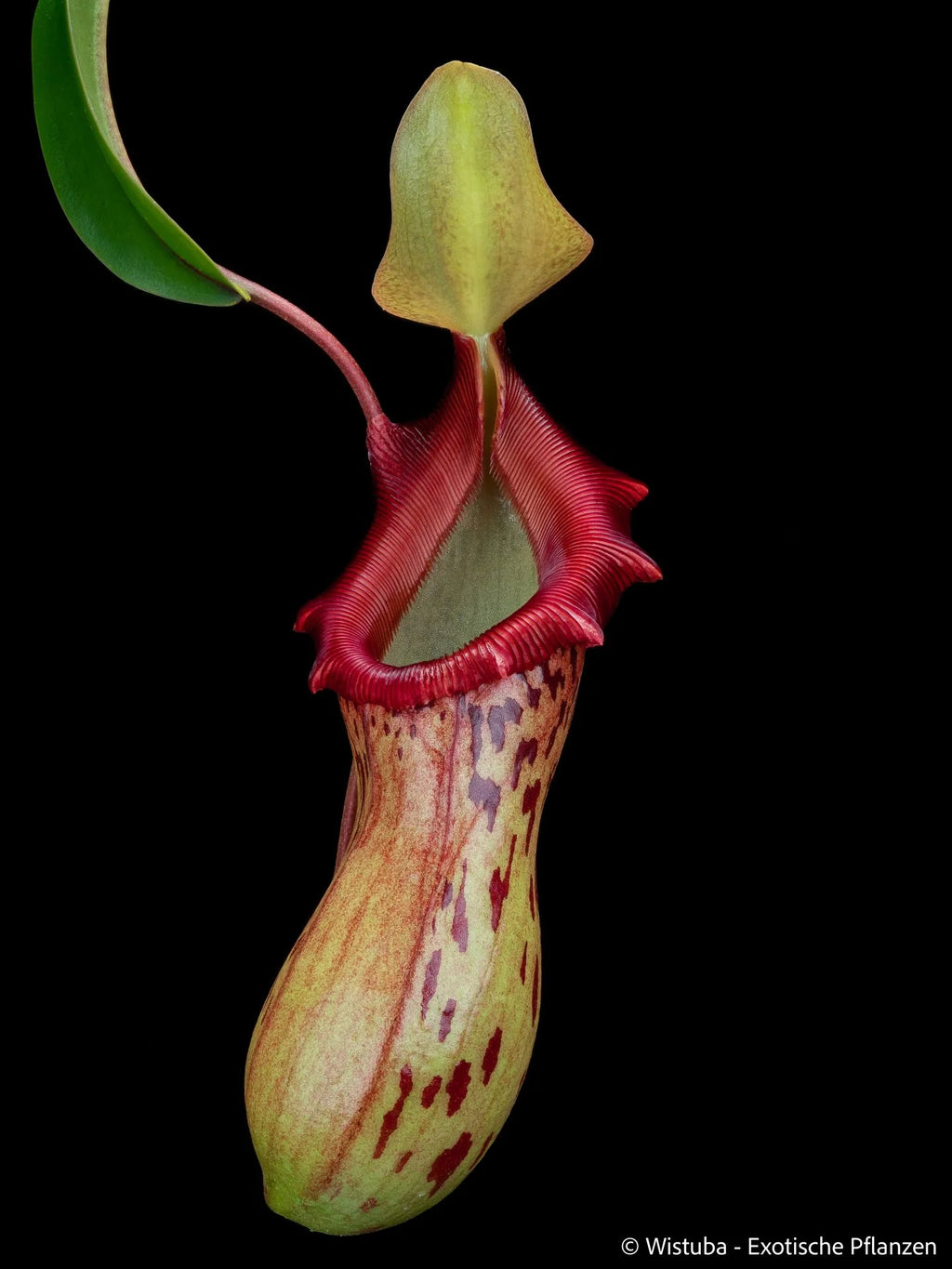Nepenthes burkei (Mt. Halcon, Mindoro) 大森食虫植物農園