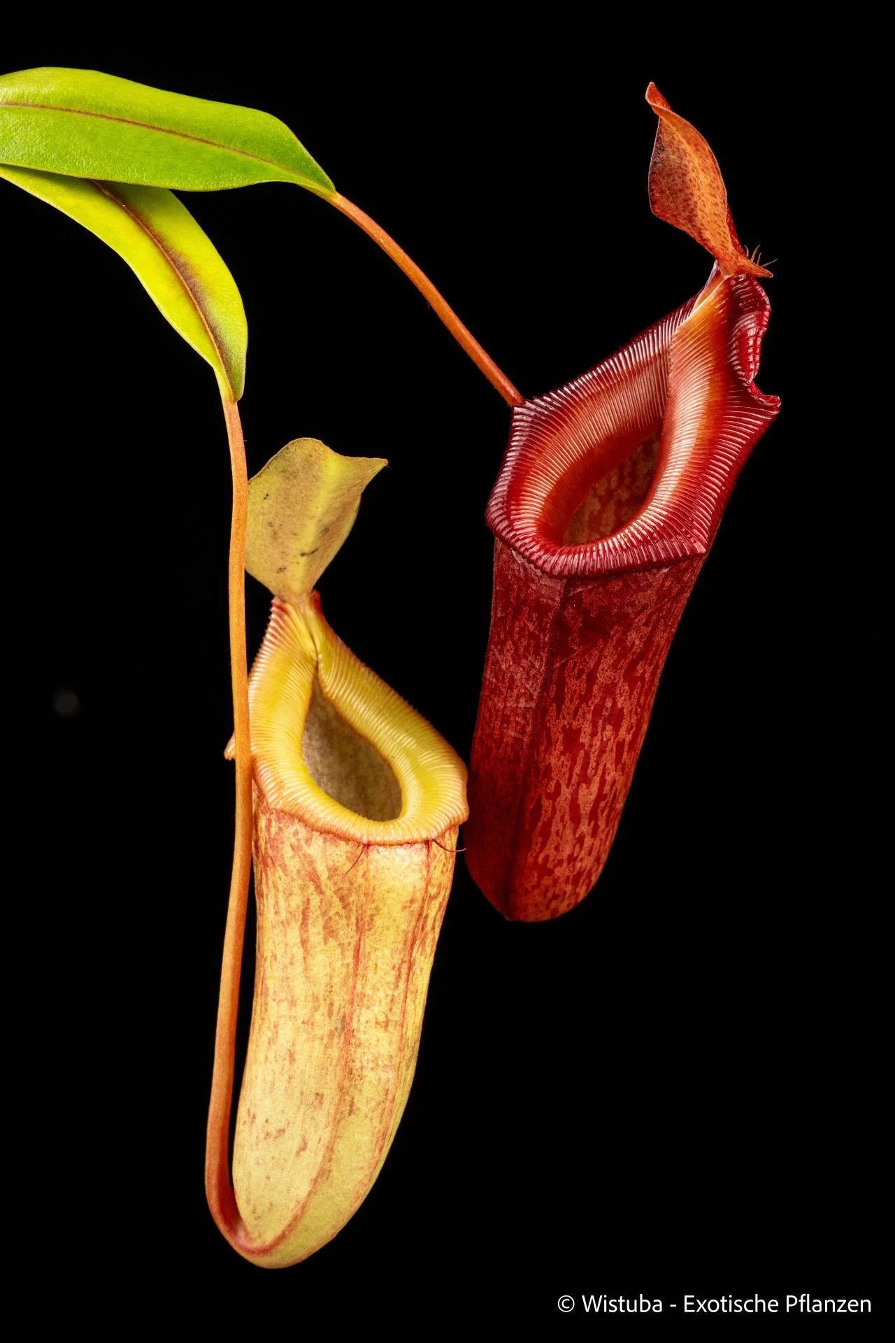 Nepenthes burkei x dubia 大森食虫植物農園