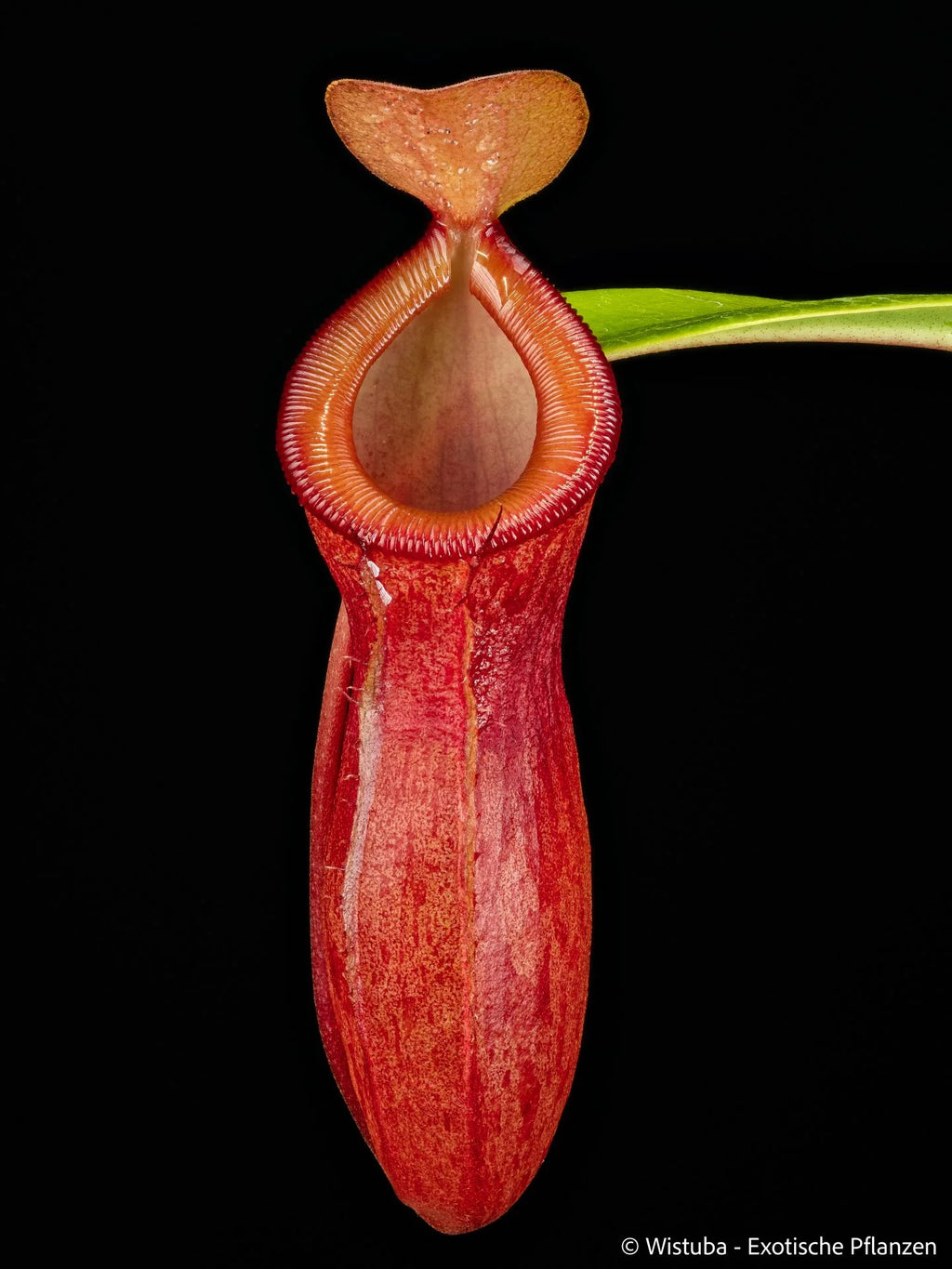 Nepenthes burkei x dubia 大森食虫植物農園