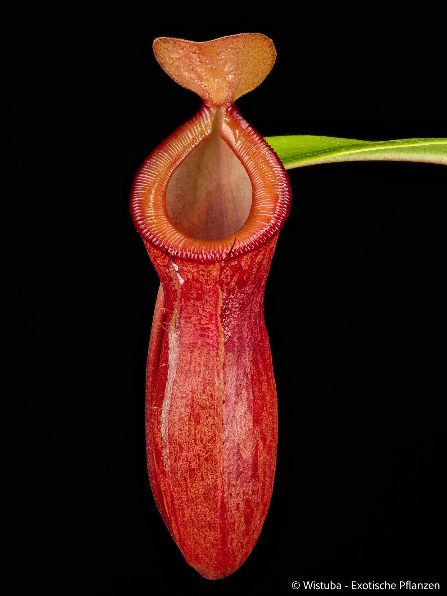 Nepenthes burkei x dubia 大森食虫植物農園