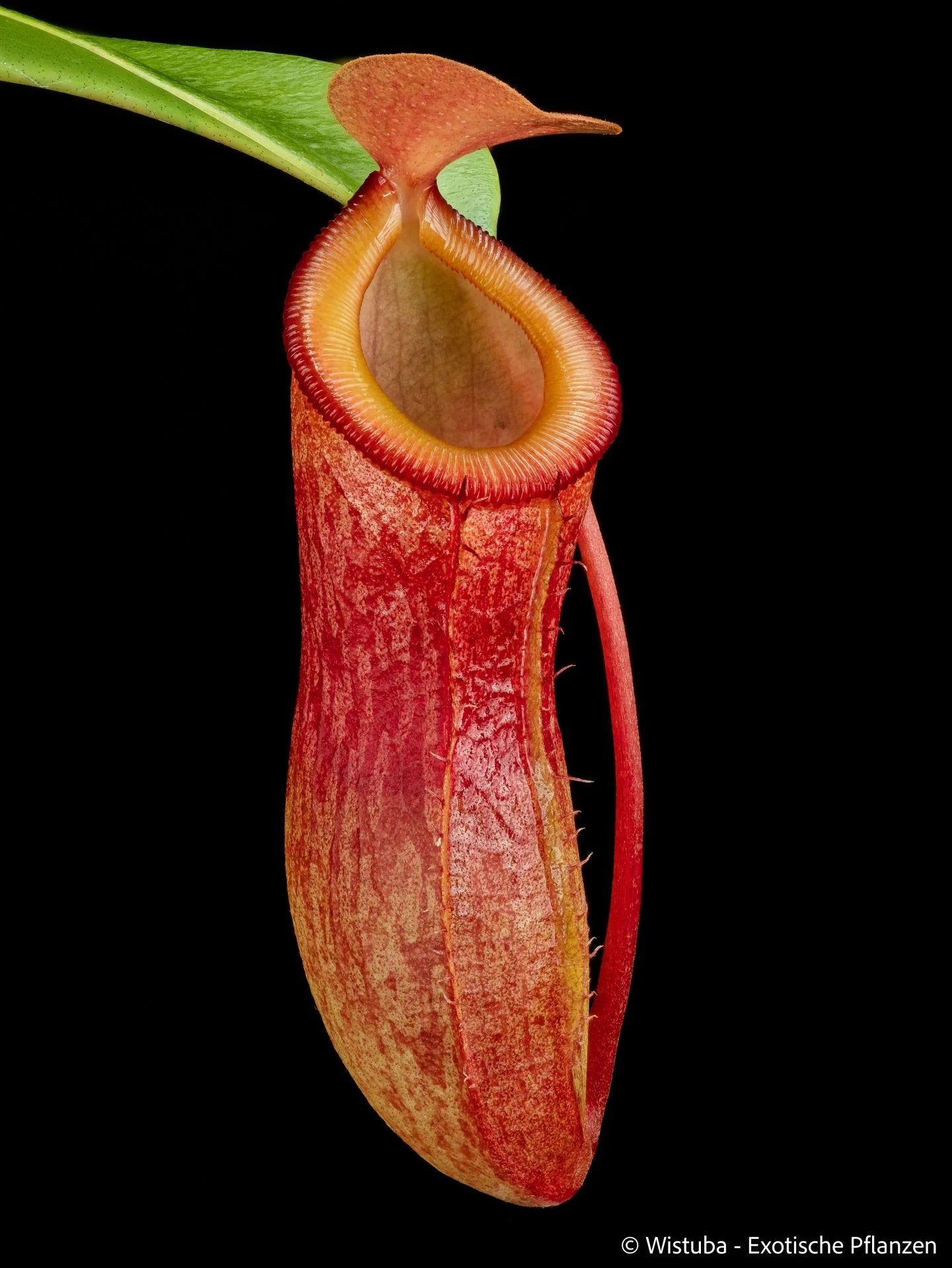 Nepenthes burkei x dubia 大森食虫植物農園