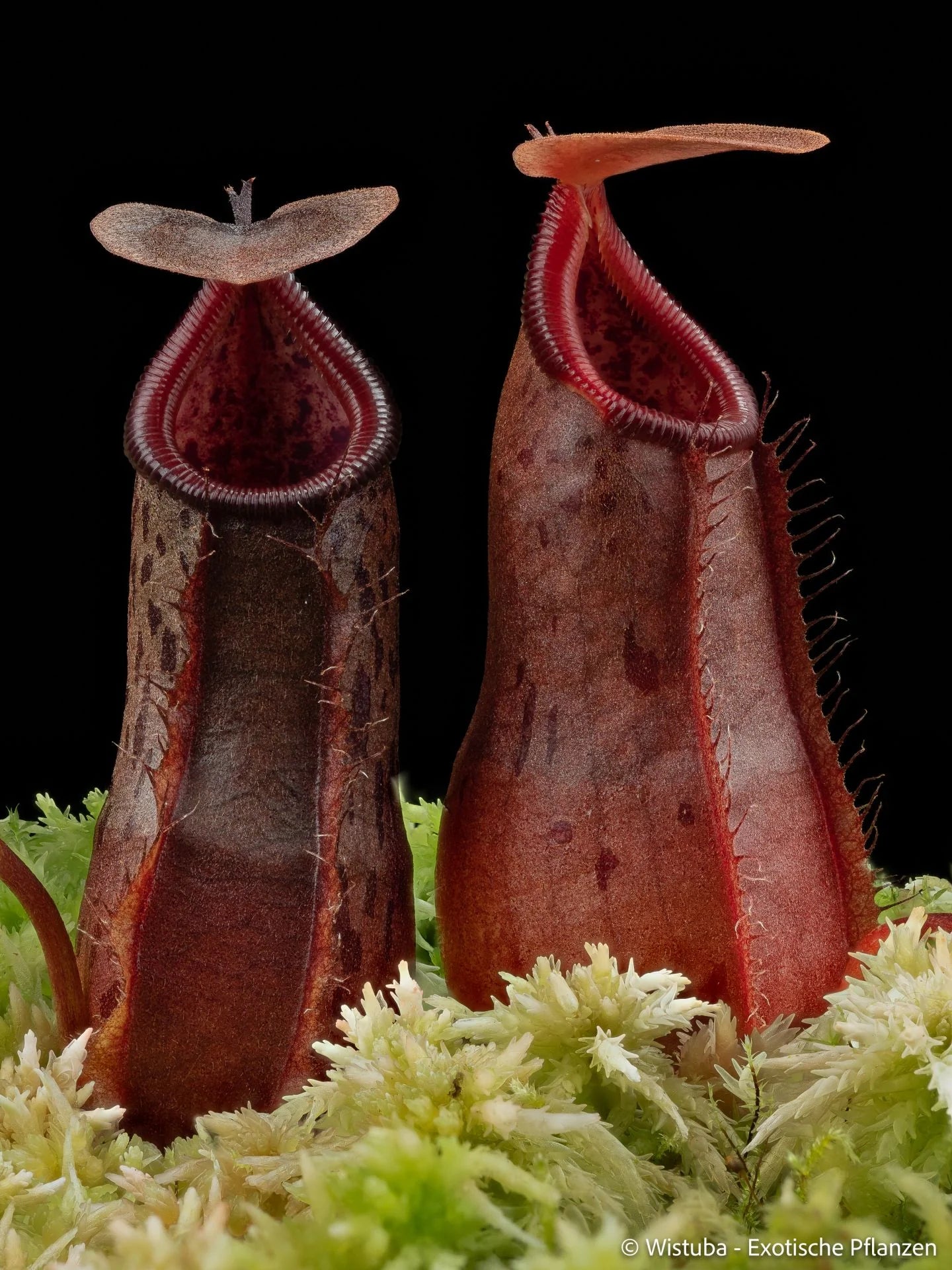 Nepenthes burkei x pitopangii 大森食虫植物農園