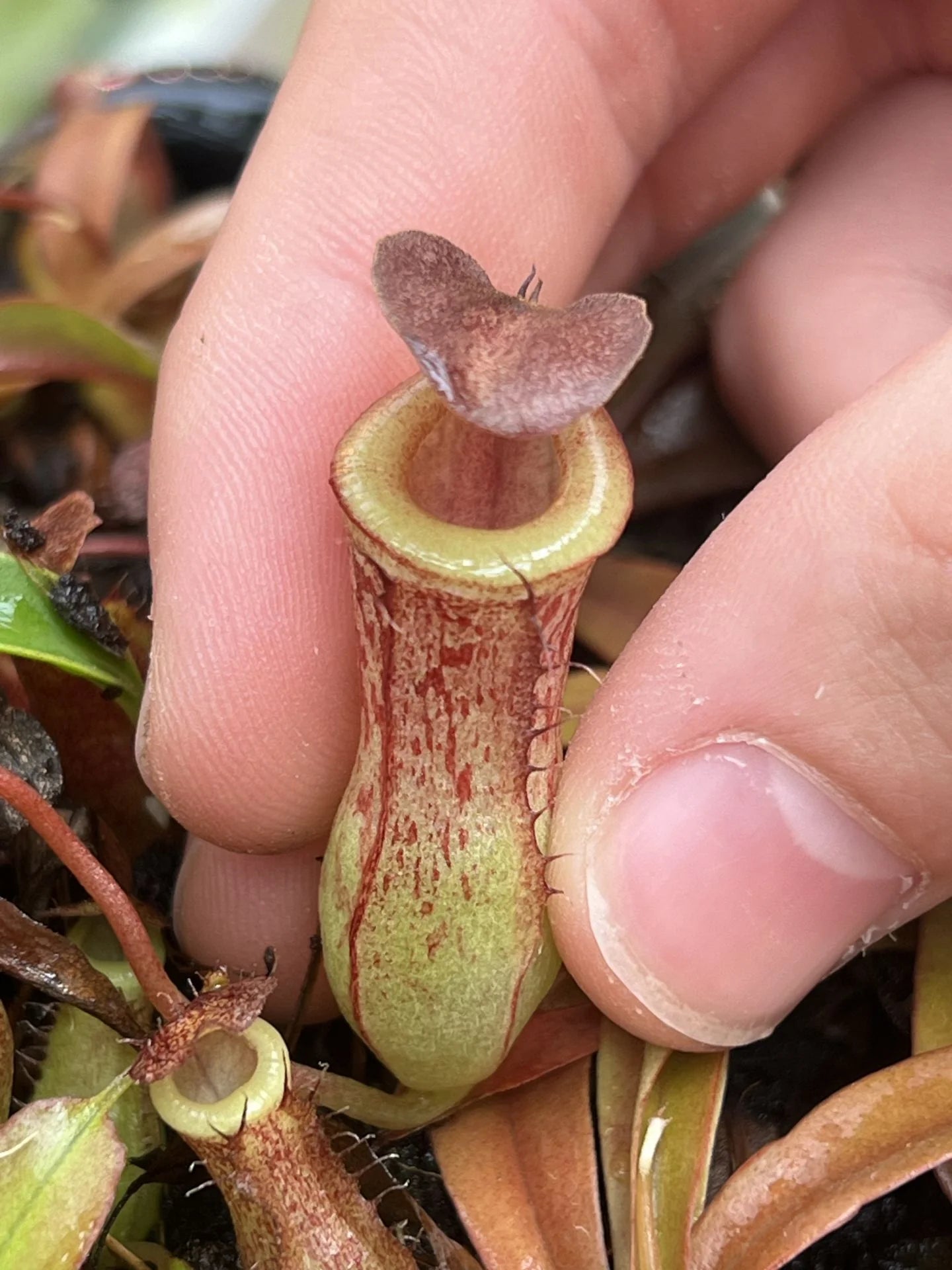 Nepenthes burkei x tenuis 大森食虫植物農園