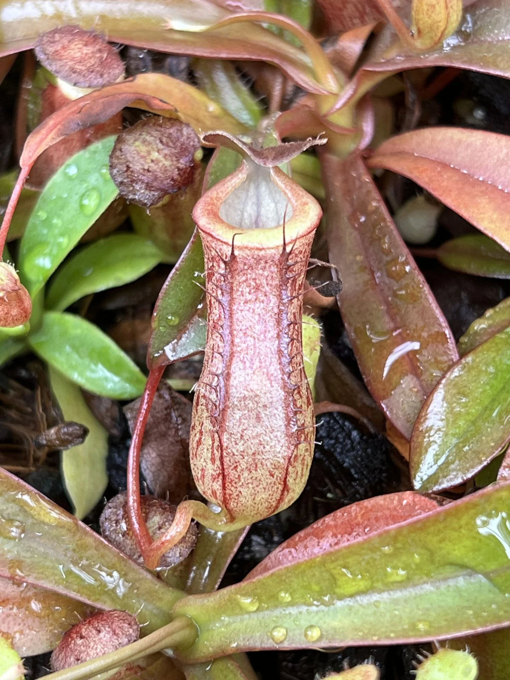 Nepenthes burkei x tenuis 大森食虫植物農園