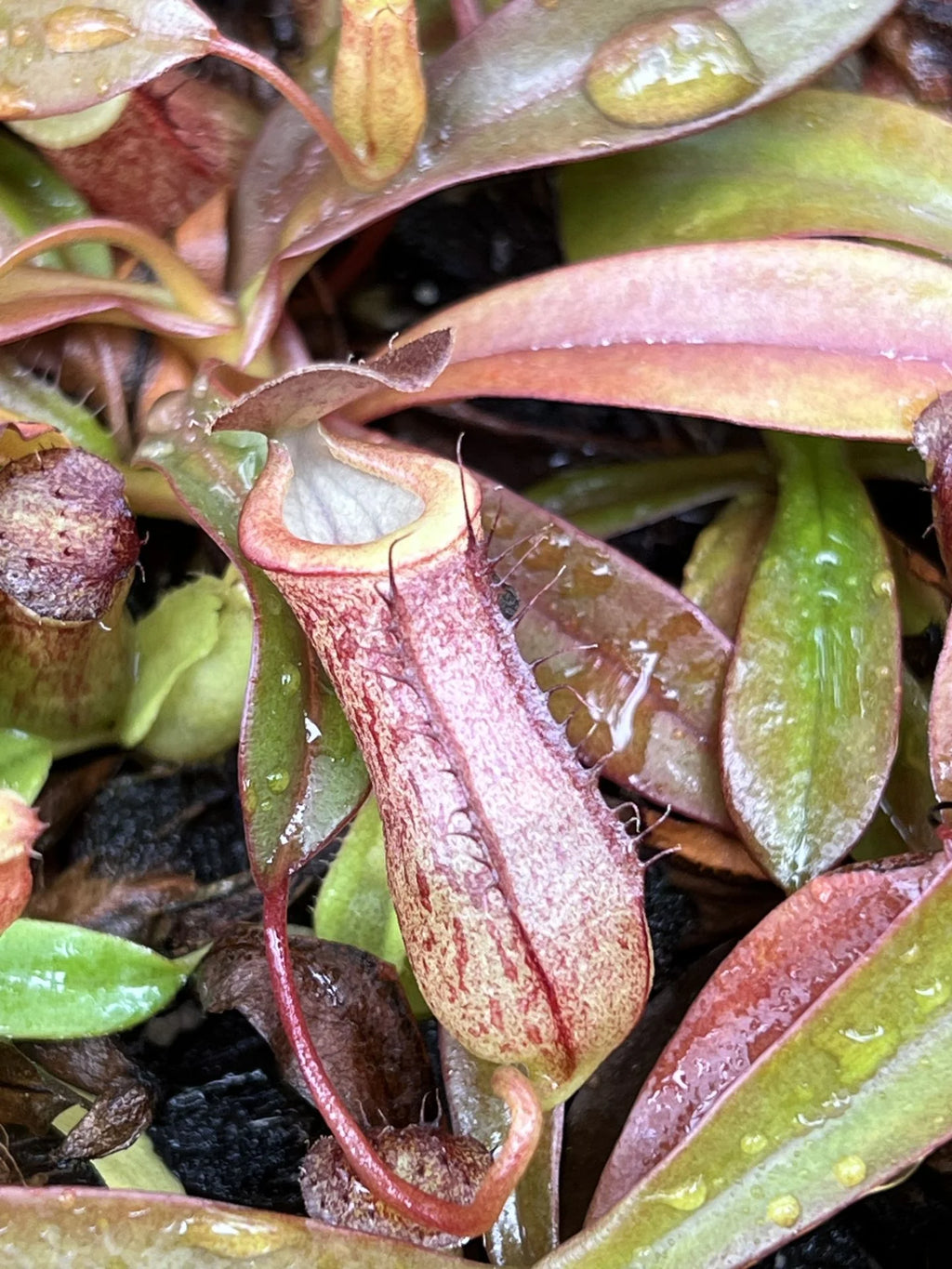 Nepenthes burkei x tenuis 大森食虫植物農園