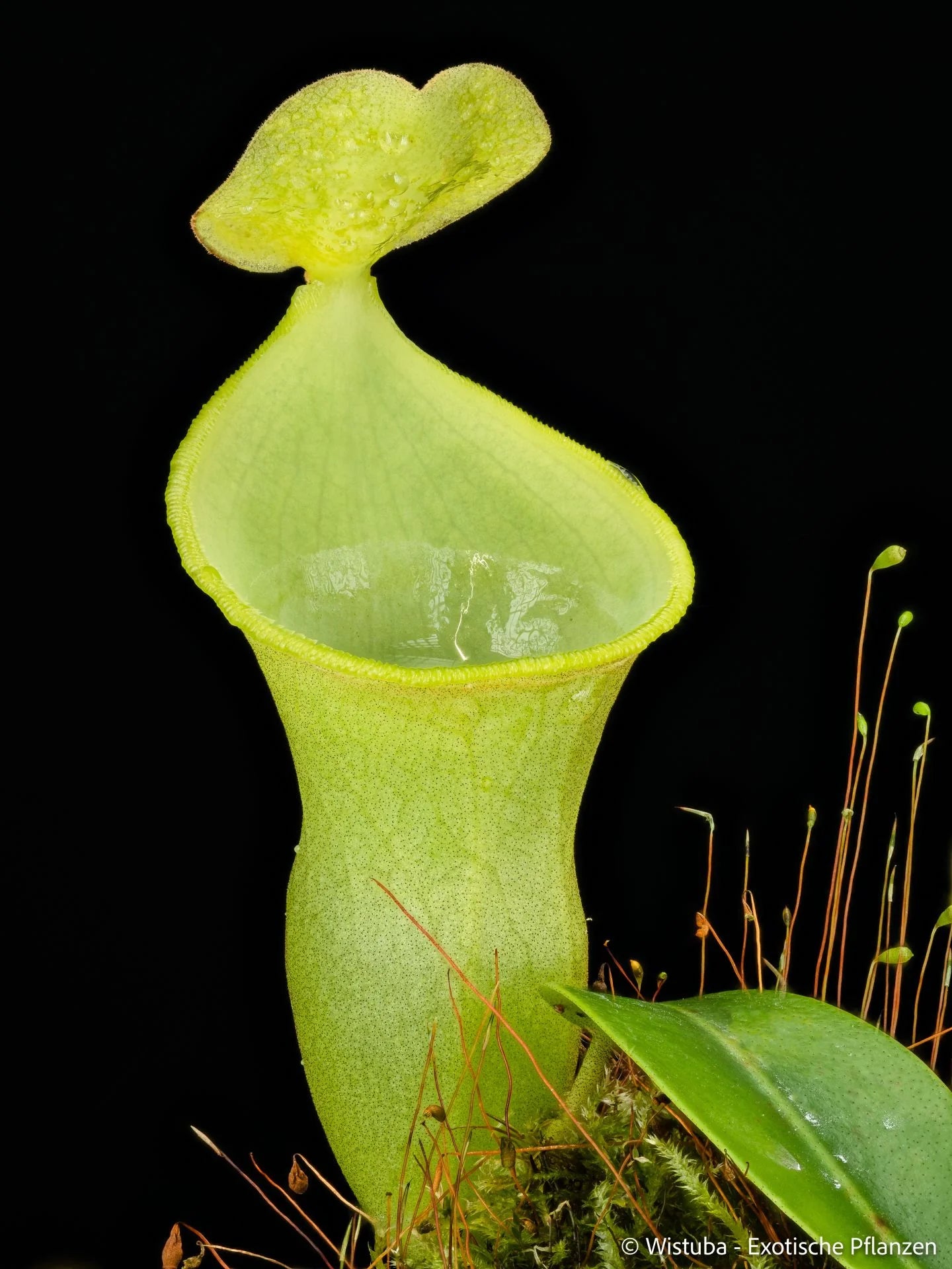 Nepenthes campanulata 大森食虫植物農園