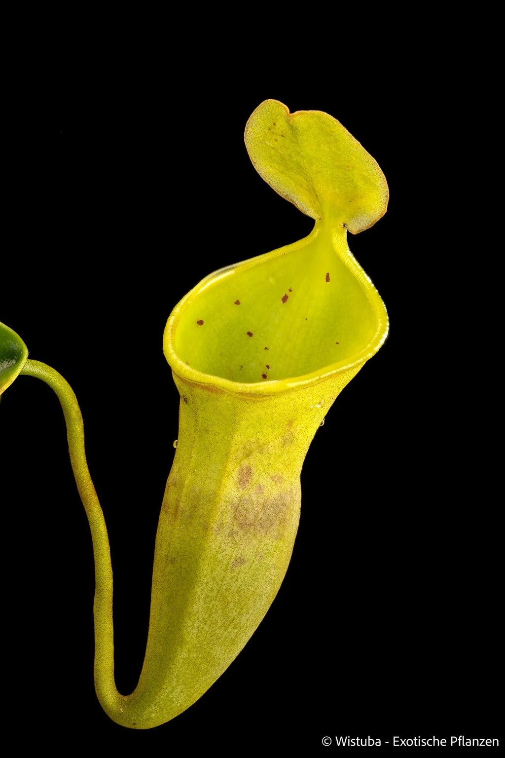Nepenthes campanulata 大森食虫植物農園