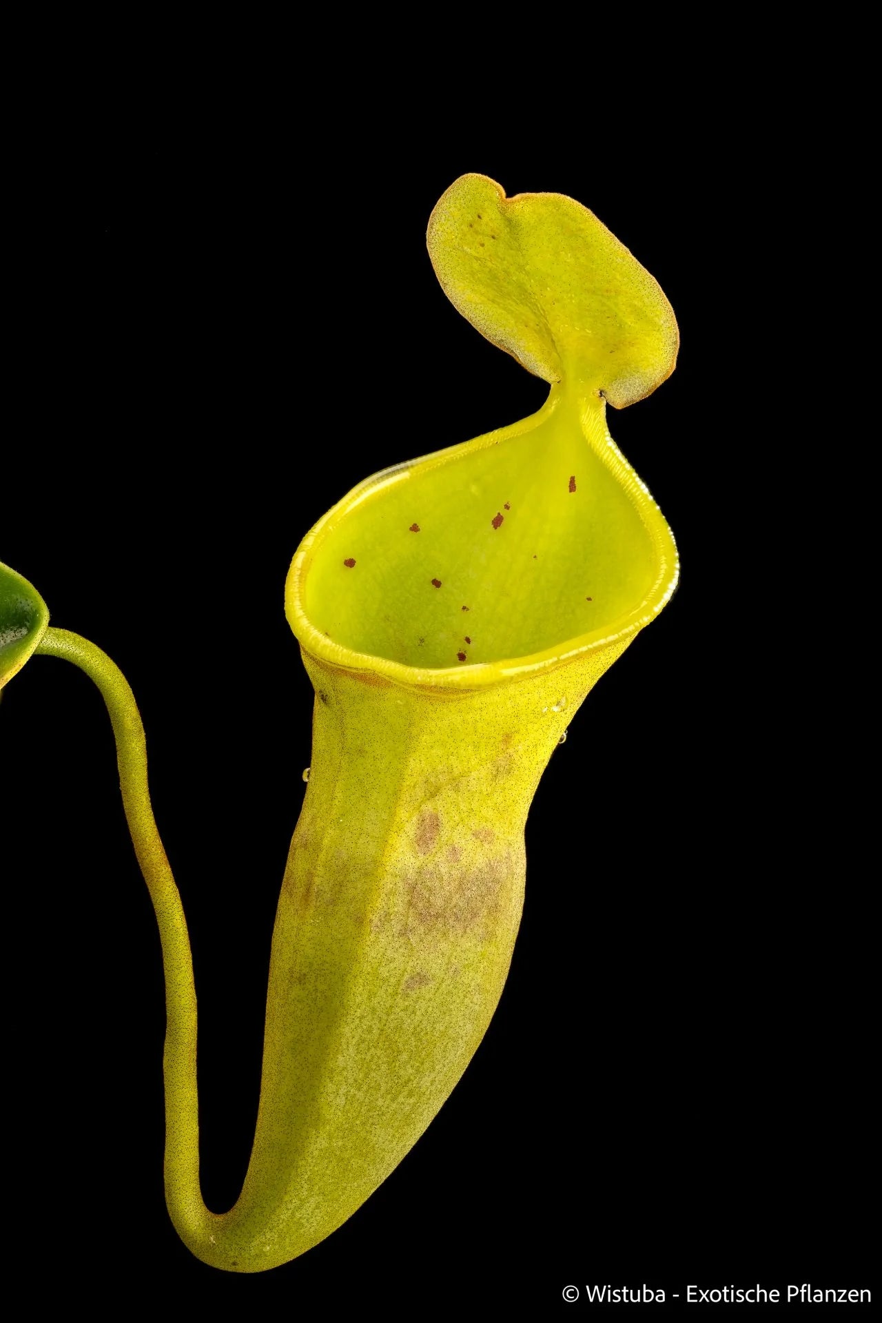 Nepenthes campanulata 大森食虫植物農園