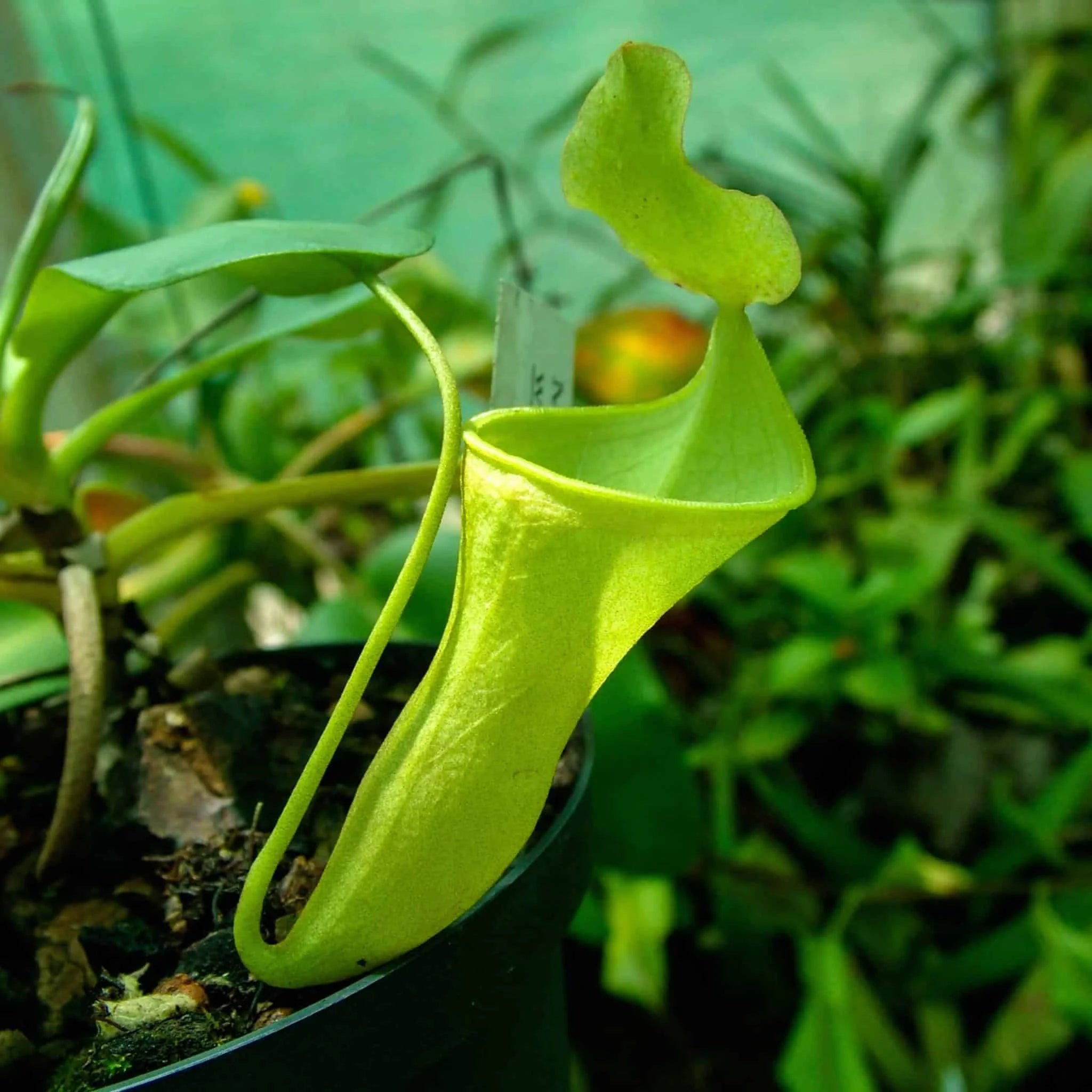 Nepenthes campanulata, 6-8 cm (hard grown) 大森食虫植物農園