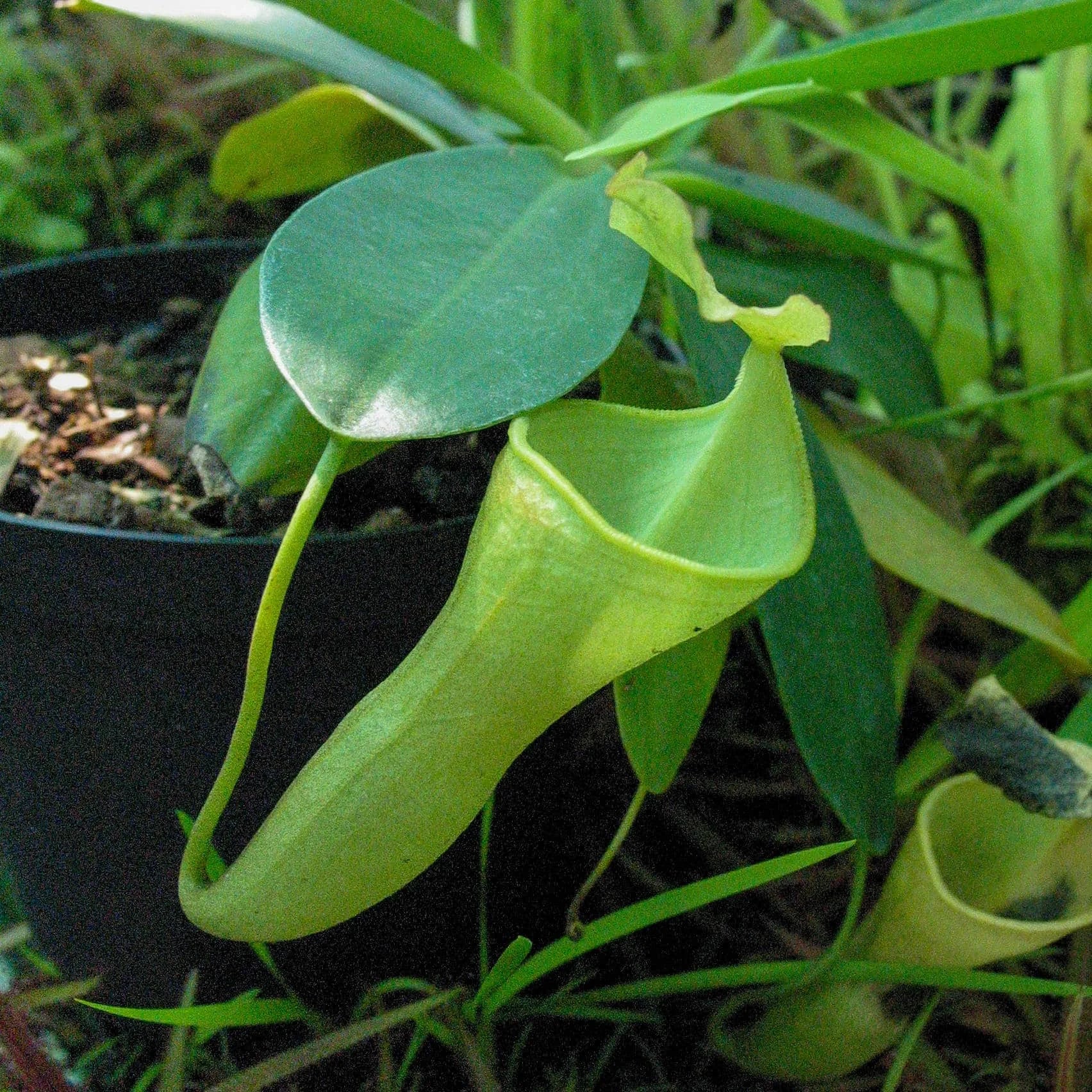 Nepenthes campanulata, 6-8 cm (hard grown) 大森食虫植物農園